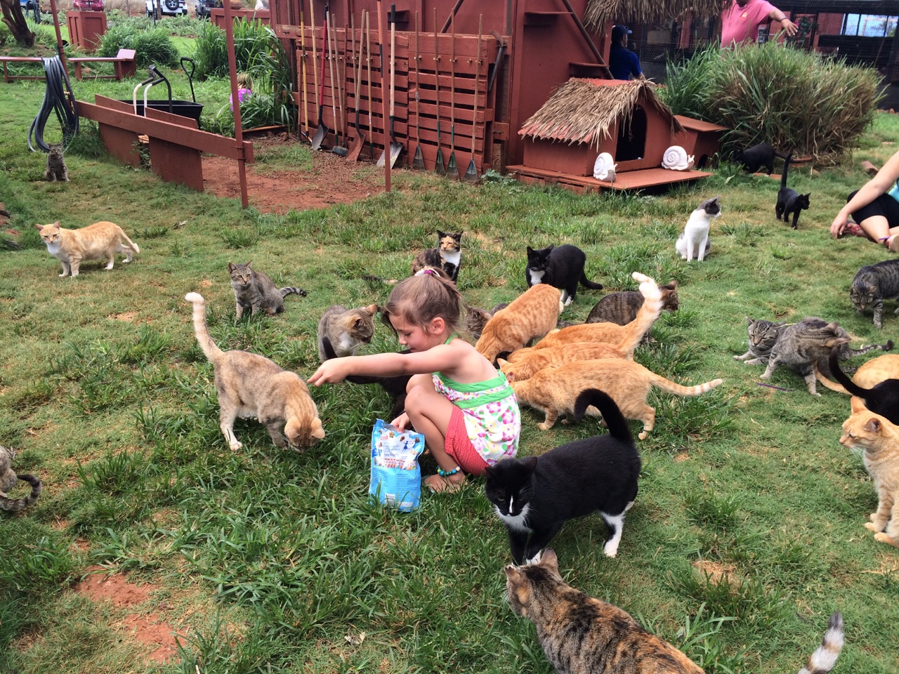 Животные и развлечения. Заповедник для кошек. Кошки на Гавайях. Приют для кошек Кэт Хаус в Калифорнии. Lanai Cat Sanctuary.